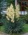 Yucca gloriosa