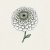 Zinnia, Benary´s Giant White