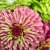 Zinnia, Queen Red Lime