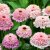 Zinnia, Zinderella Lilac