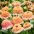 Zinnia, Zinderella Peach