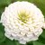 Zinnia, Benary´s Giant White