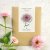 Zinnia, Zinderella Lilac