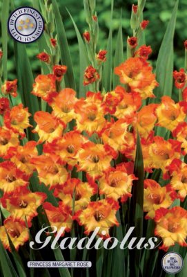 Gladiol Storblommig Princess Margaret Rose 10st