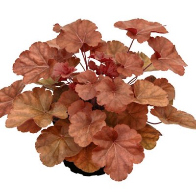 Heuchera hybr. Timeless Orange ® (Inheutiora), Alunrot, C13cm