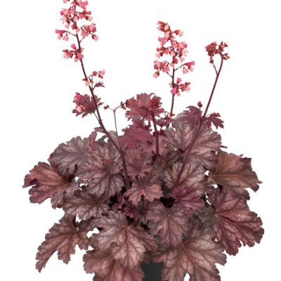 Heuchera hybr. Baby Bells ™ Cinnamon Glaze, Alunrot, C13cm