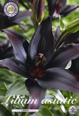 Lilja, Asiatisk Lilium hybr. Landini