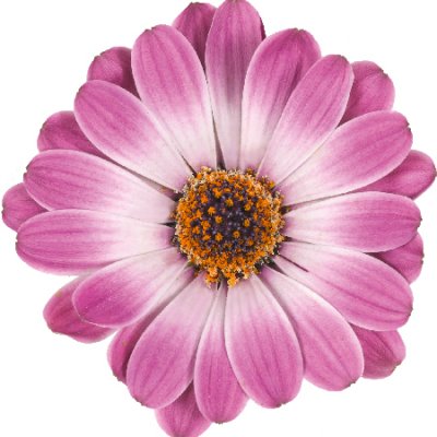 Stjärnöga Dalina ® Compact Rose White, stickling 3-pack