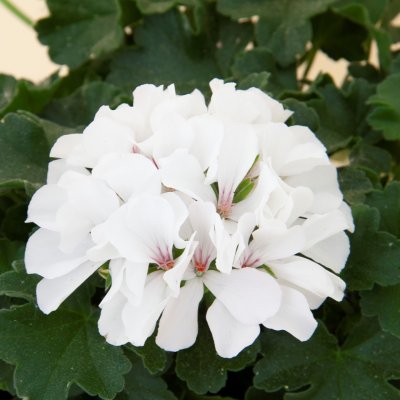 Hängpelargon Marcada White, stickling 3-pack