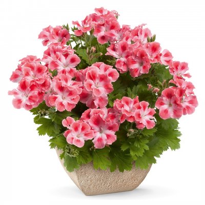 Änglapelargon Candy Flowers ® Peach Cloud, kruka