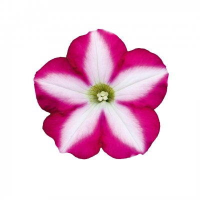 Petunia, Stickling, Bonnie Carmine Star 3-pack