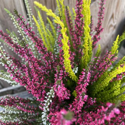 Calluna Garden Girls Trio