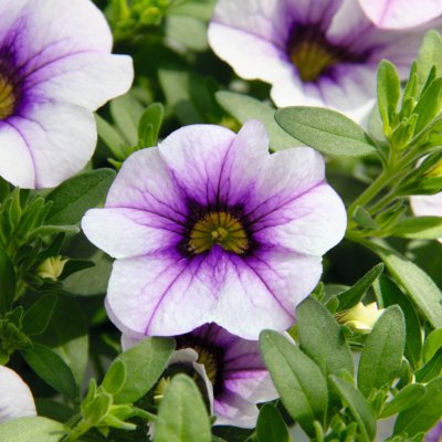 Calibrachoa MiniFamous ® Neo Light Blue Vein