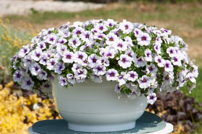 Calibrachoa MiniFamous ® Neo Light Blue Vein