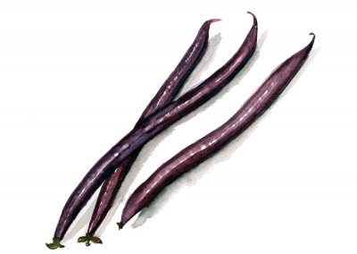 Purpurböna Purple Queen