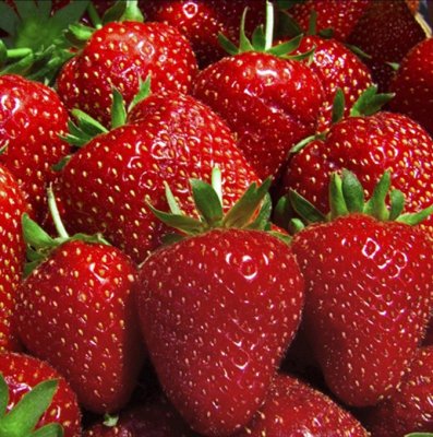 Fragaria x ananassa Florence ®, Jordgubbe