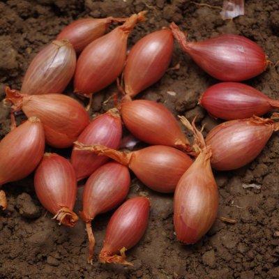 Rosa Schalottenlök Jermor 10-pack