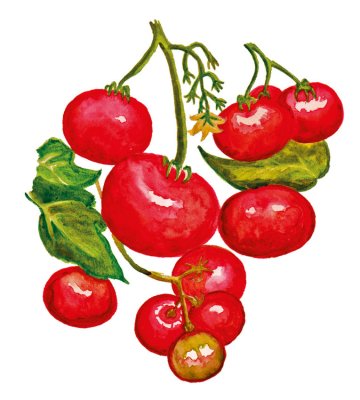 Busktomat Norderås Busk