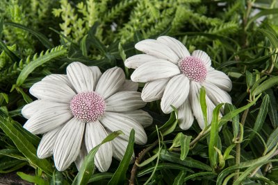 Blomma Daisy Vit 6,5cm stick