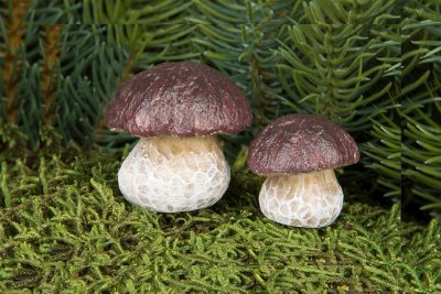 Svamp Karl Johan stick Mix 2,5-3cm