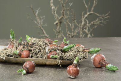 Blomsterlök Stick Brun/grön 9,5cm