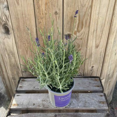 Lavandula angustifolia Hidcote Blue
