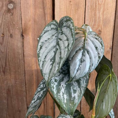 Philodendron Brandtianum