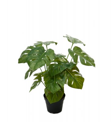 Monstera Grön 30cm