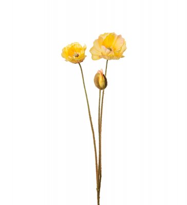 Vallmo Kvist Gul 75cm