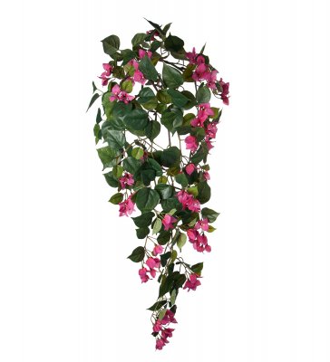 Bougainvillea Rosa 115cm