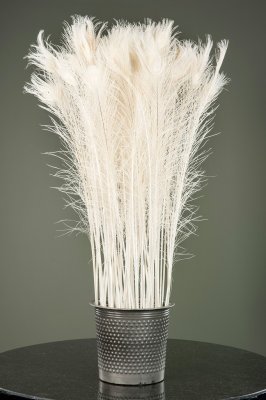 Påfågelfjäder Creme 80-100cm