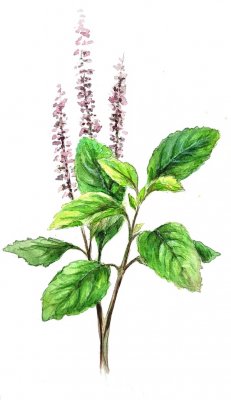 Basilika, Citron- Helig Basilika (Tulsi)