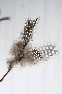 Fjäder Pärlhöns 12-pack