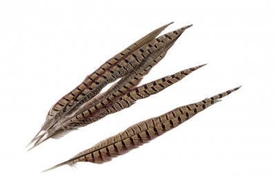 Fasanfjäder 30cm