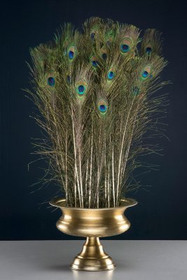 Påfågelfjäder 80-100cm