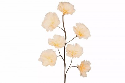 Kvist Fjäderblomma Aprikos 100cm