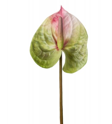 Anthurium Rosagrön 60cm
