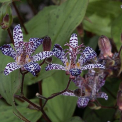 Tricyrtis formosana
