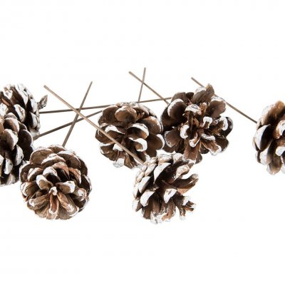 Tallkotte Brun/vit trådad 1-pack