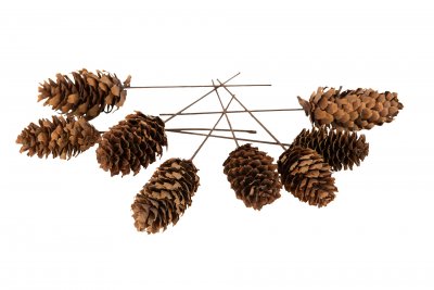 Kotte Natur Trådad 4-6cm 1-pack