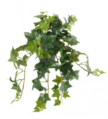 Murgröna Grön 30cm