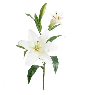 Lilja Vit 70cm