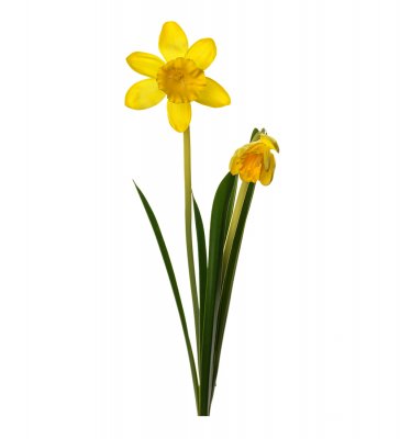 Påsklilja Gul 50cm, Konstgjord