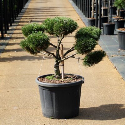 Pinus nigra Brepo ®