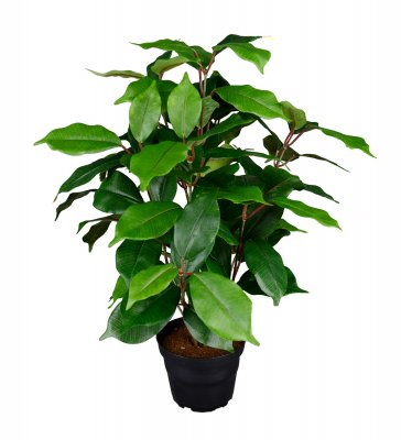 Fikus Benjamin Grön 40cm