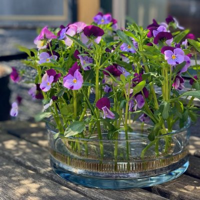 Blomsterfakir Kenzan The Ring 20cm