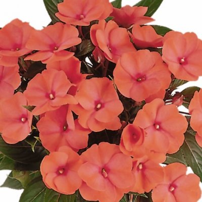 Impatiens hawkerii Paradise Malita