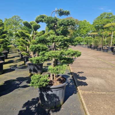 Juniperus communis Repanda