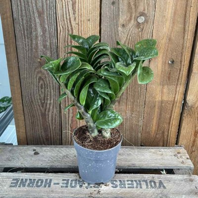 Zamioculcas zamiifolia Zenzi