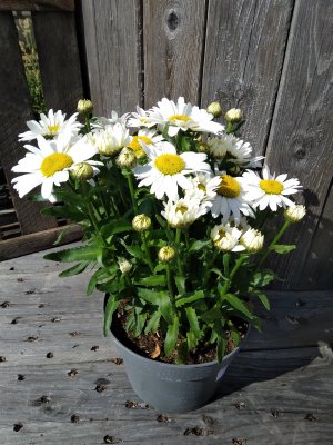 Leucanthemu maximum